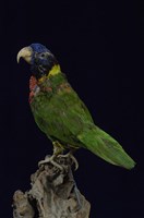 藏品(虹彩吸蜜鸚鵡)的圖片